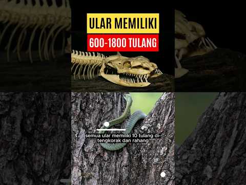 Video: Apakah ular memiliki tulang belakang?