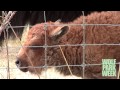 New Bison Calf At Wolf Park