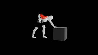 ONE ARM DUMBBELL ROWS