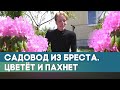 Цветы для сада, дачи и вдохновения. Как сделать жизнь ярче, знает садовод из Бреста