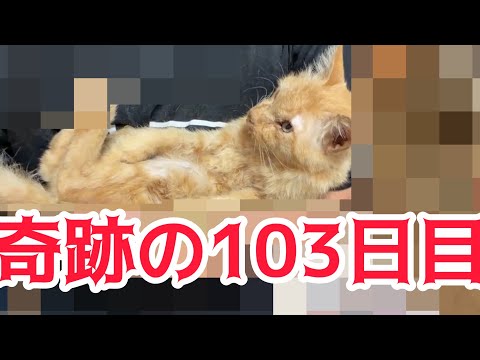 猫田さん - YouTube