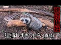 #53　野生のタヌキを連続捕獲からの連続放獣！ - I let the raccoon dog caught in the trap escape！