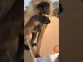 road per langur ka biscuit pasand 🥯🥯🍓🎈🐒#shorts#monkey#animals#ytshorts #hanuman#bandar