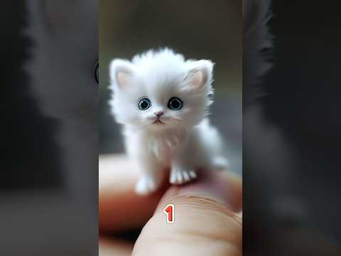 Cute cats #cutecats #funnycats #kitten #kittens #cat #catshorts #lovecats #funny #cats #catvideo