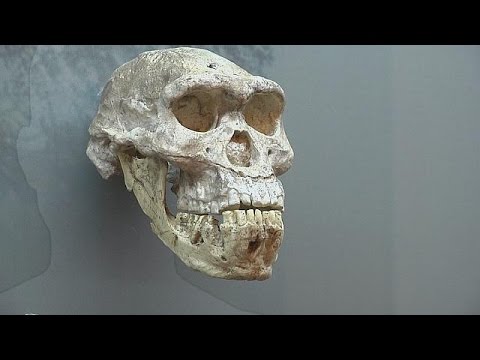 گنجینه ای از فسیل های انسان اولیه در موزه ملی گرجستان