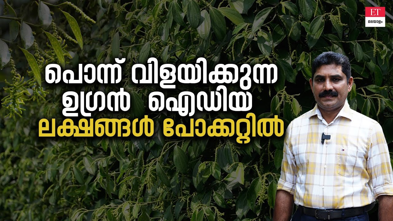 Concrete Post Pepper Cultivation: ഇങ്ങനെയും കുരുമുളക് കൃഷിചെയ്യാം; ലക്ഷങ്ങൾ സമ്പാദിക്കാം