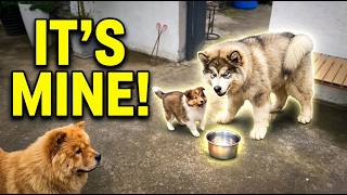 Alaskan Malamute puppy playfully guards bowl from two other puppies in Zhejiang, China