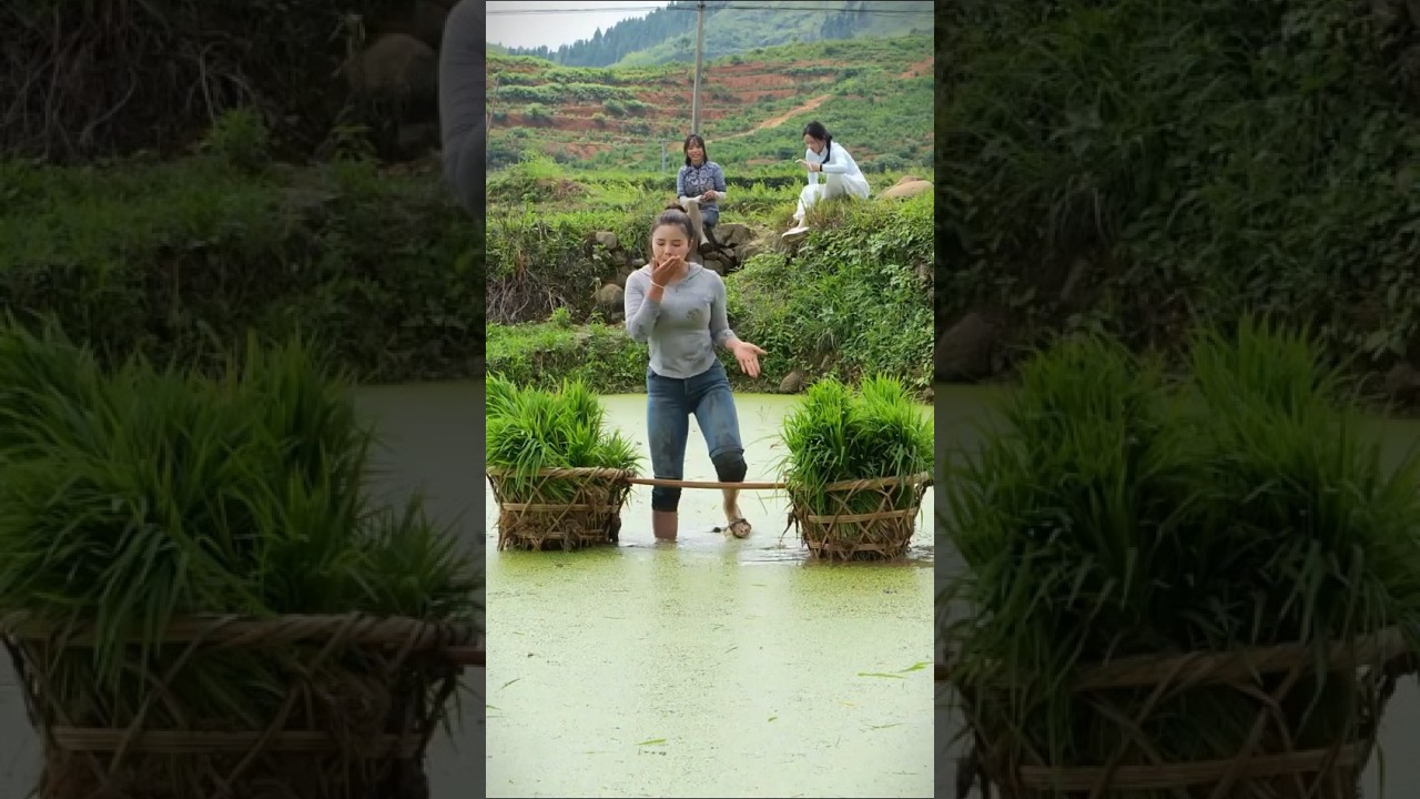 “Champa Working on the Agricultural Farmland🍇🍒🍋
