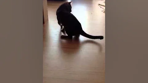 Video 3083561: bengal cat water, birman bengal cat, bengal cat playing