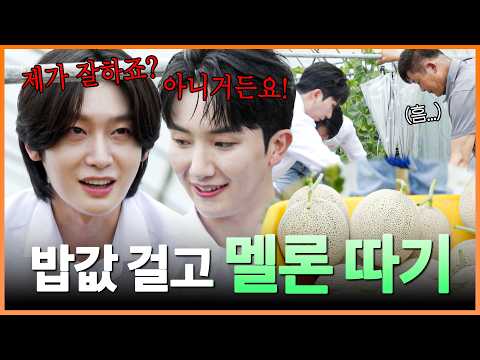 밥값 앞에 흔들린 우정(?)🤣 멜론 따기에 진심인 김용빈X남승민🍈 #트롯키친달리는디너쇼 #TVCHOSUNMUSIC (TV CHOSUN 261012 방송)