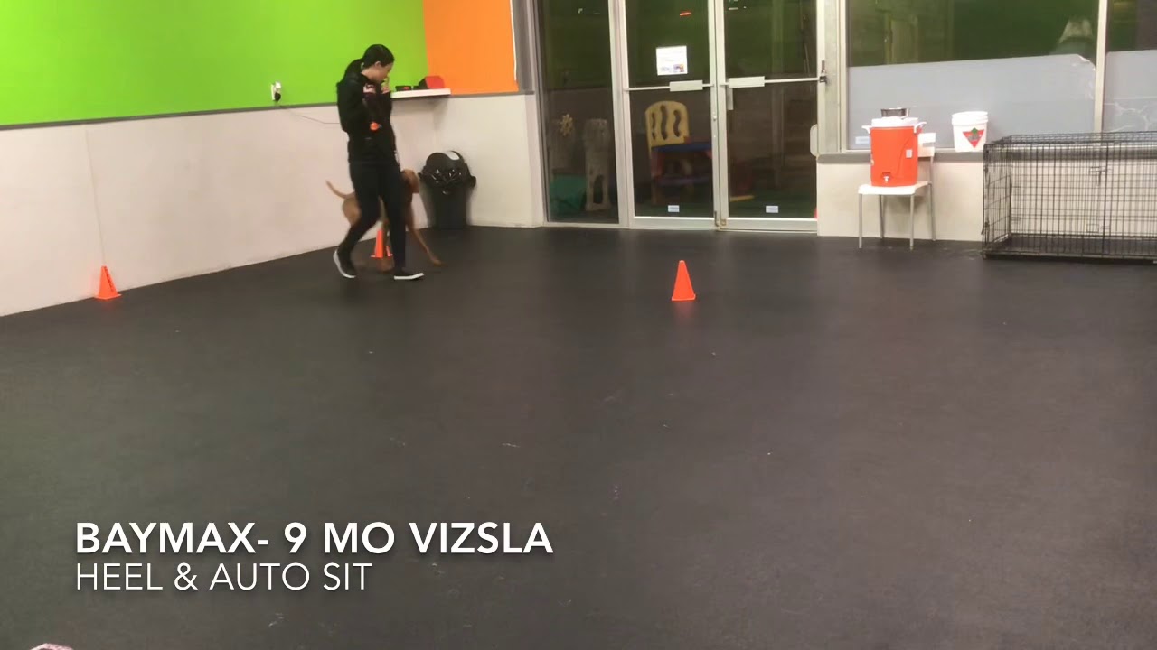 Baymax the Vizsla Mind Your Manners Level 1 Obedience Class Test