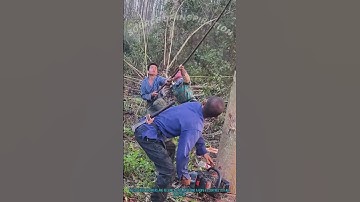 Traditional Tree Felling: Control Fall Direction with Rope