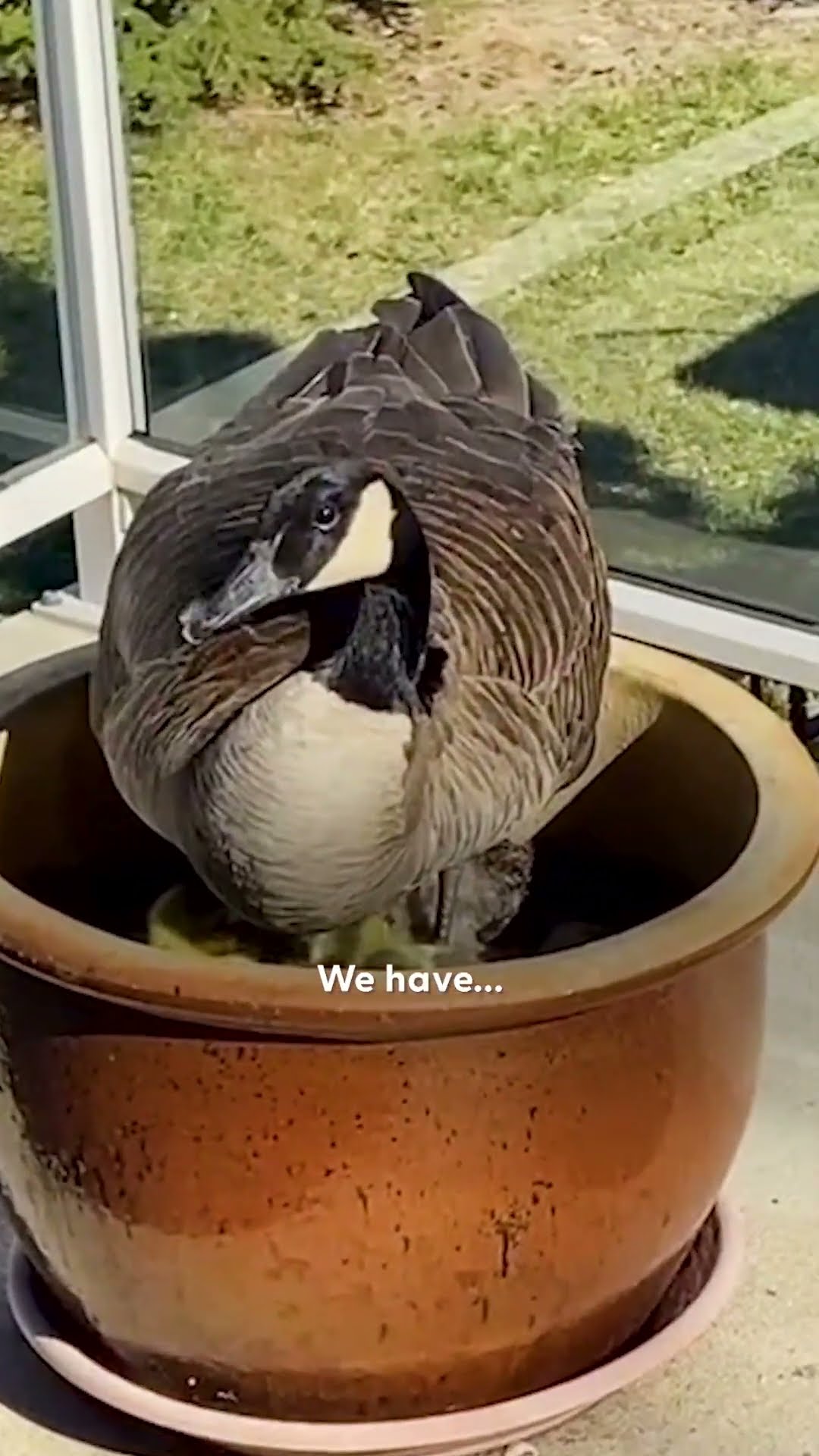 Geese Hide Adorable Secret On Man's Deck | The Dodo