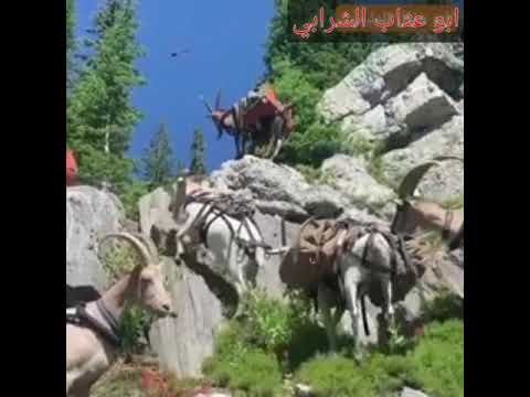 اجمل موال حزين ترك بيه زماني 2021 