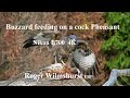 Buzzard feedding on carrion cock pheasant