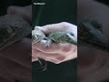 Fort Worth Zoo hatches rare Gharial crocodiles for third straight year