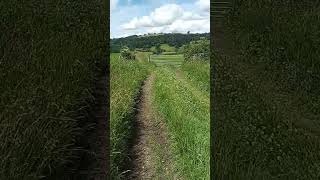 Tear Fet: A Song of Summer - vocal sound improvisation #improvisation #vocalperformance