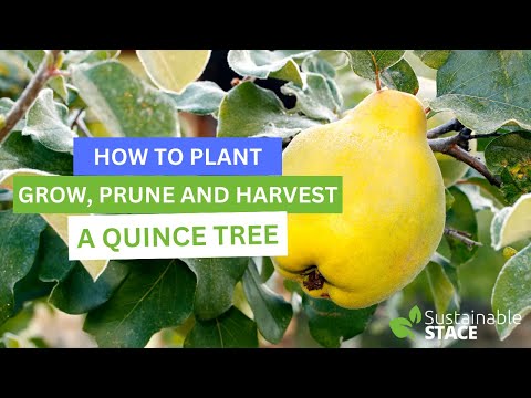 Video: Fruit Tree Quince Snoeien - Wanneer En Hoe Een Quince Tree Snoeien?