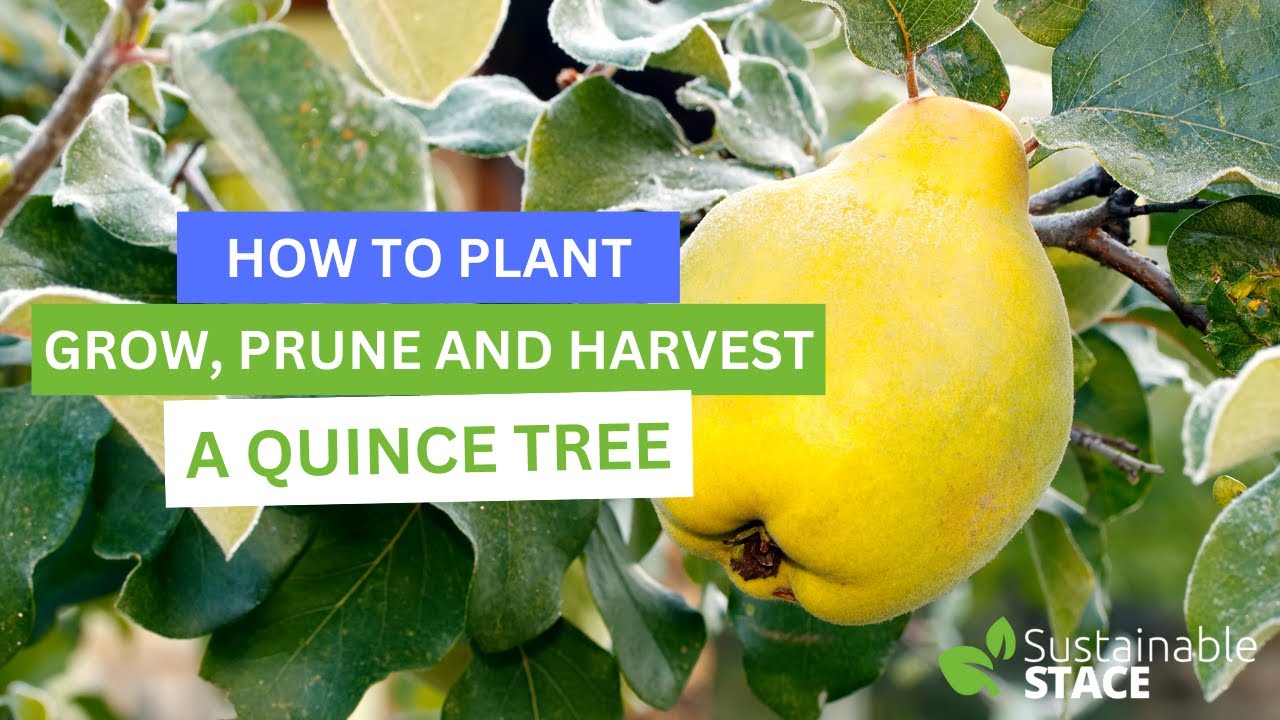 How To Plant, Grow, Prune and Harvest A Quince Tree YouTube