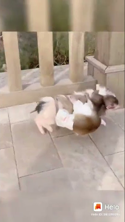2 monyet naik babi