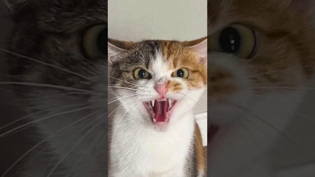 Cats being cats 🤣🤣 #funny #catvideos #catshorts #cat