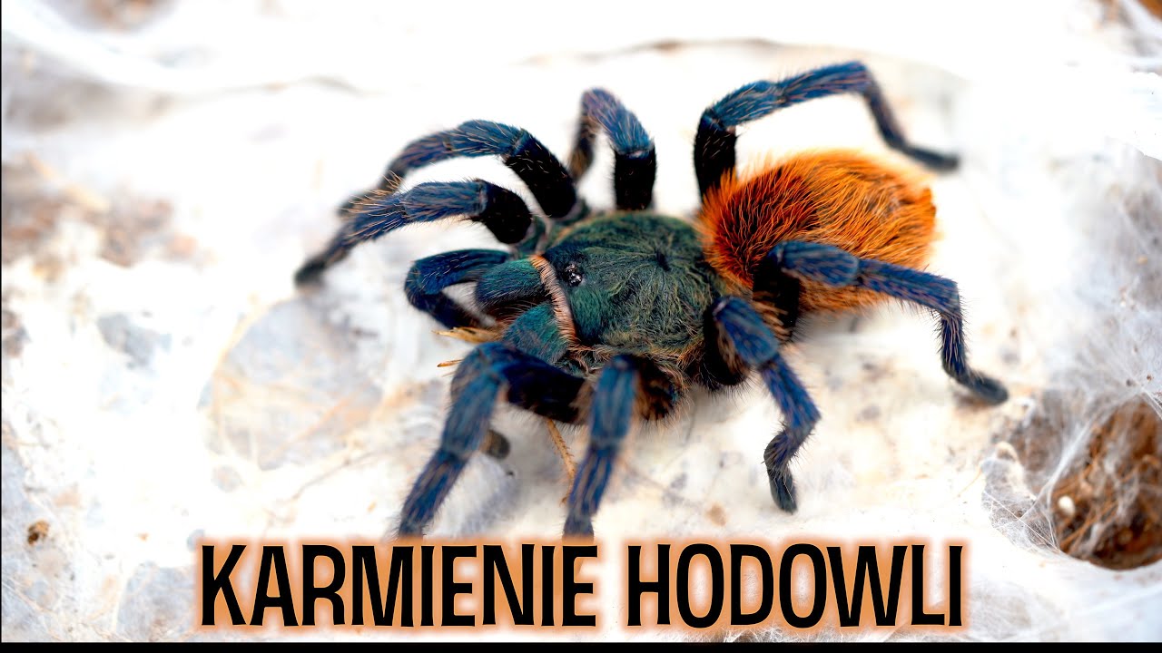 KARMIENIE i ogarnianie hodowli #7 GŁODNE PAJĄKI ☠️