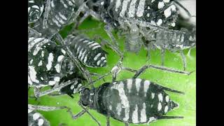 Aphid - infestation on a young branch