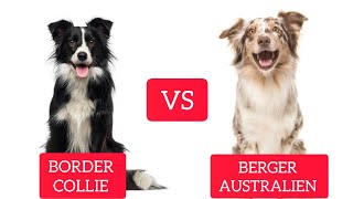 Border Collie vs Australian Shepherd The DIFFERENCES by Smart Dog and Cat Lover 41 views 1 year ago 5 minutes, 53 seconds