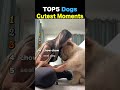 TOP5 Dogs Cutest Moments