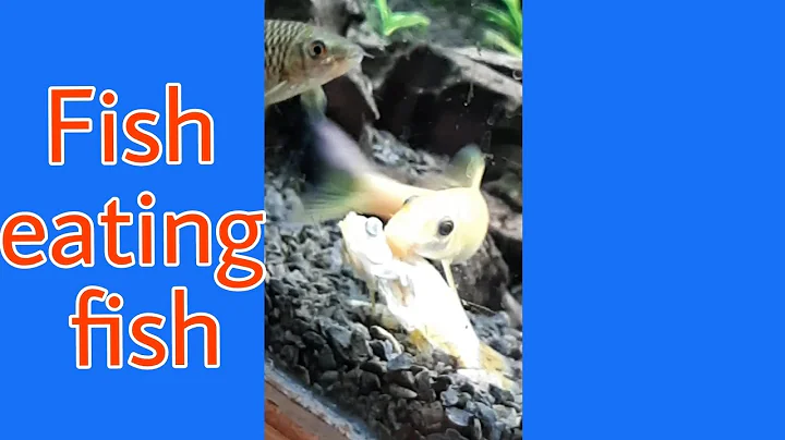 Video 5217881: fish siamese algae, siamese eating