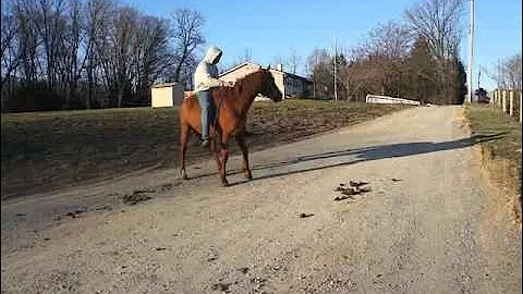 3-29-30BOHorses 355.MP4