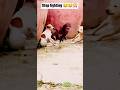 When A Gangster Rooster Breaks Up A Dog Fight کتوں کی لڑائی میں مرغا دیوانہ