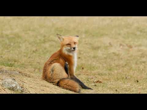 Red Fox Mama Enjoying a Good Scratching Session! 🦊✨