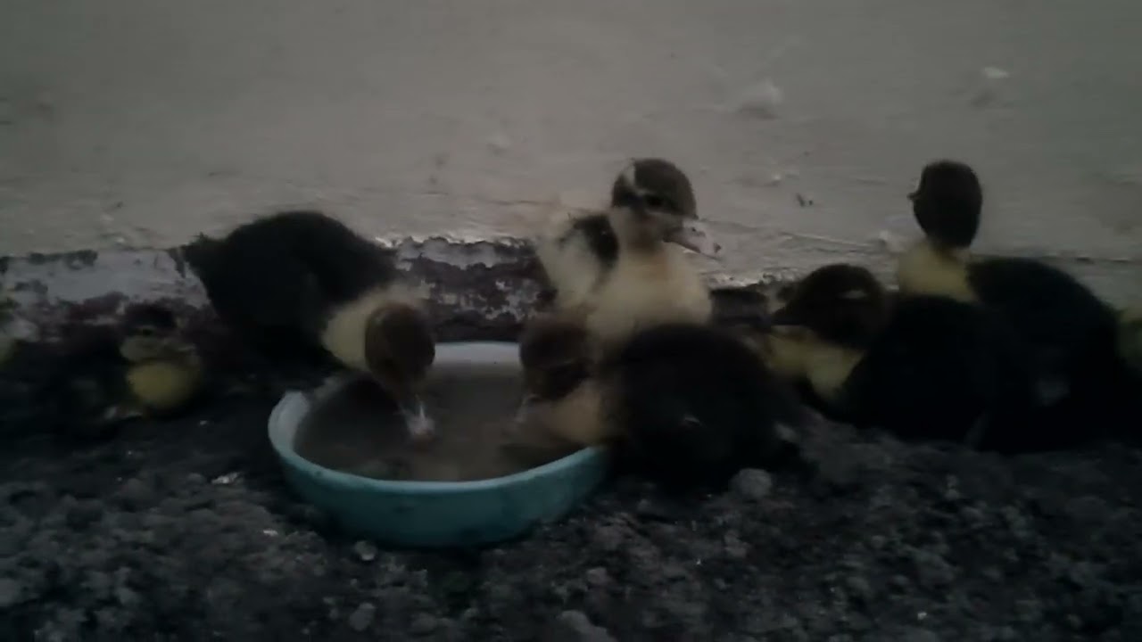 Утки-московки впервые на природе, в мятном саду 