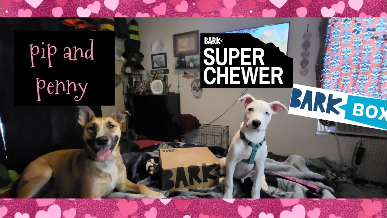 Pip And Penny Unboxing July 2023 Super Chewer Bark Box YouTube pip-and-penny-unboxing-july-2023-super-chewer-bark-box-youtube