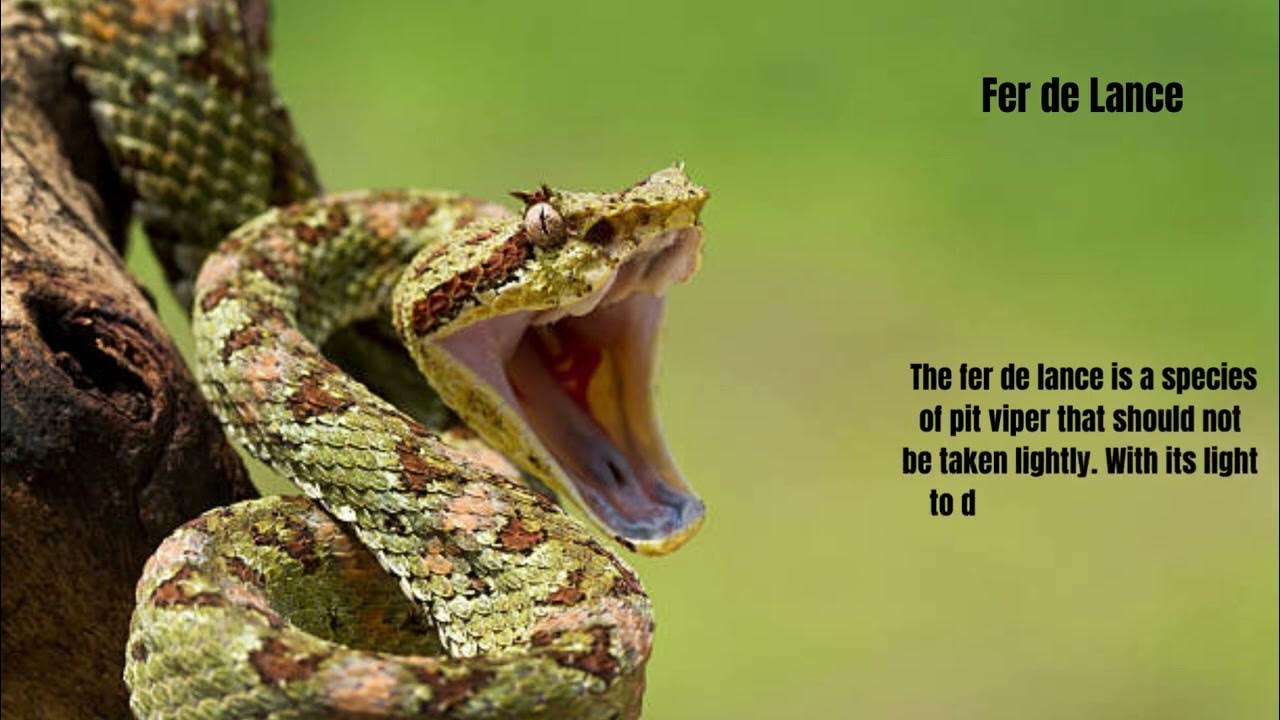 12 Most Dangerous Animals in Belize That Can Kill You The Secrets YouTube