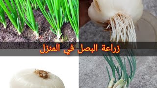 طريقة زراعة البصل في المنزل/ بصلة واحدة  تصبح ستة وأكتر.How to plant onions