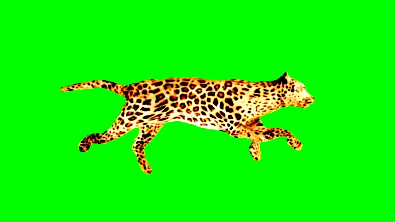 leopard tendua run roar with steps ! how to green screen animal video