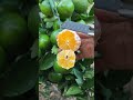 Апельсины, собранные из сада, после того, как были очищены вручную, имеют ярко-оранжевумякоть и сове