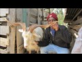 Goat milk day in Mgeta, Tanzania Mp3 Song