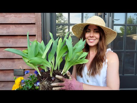 Video: Wanneer tulpen verplanten: zorgkenmerken