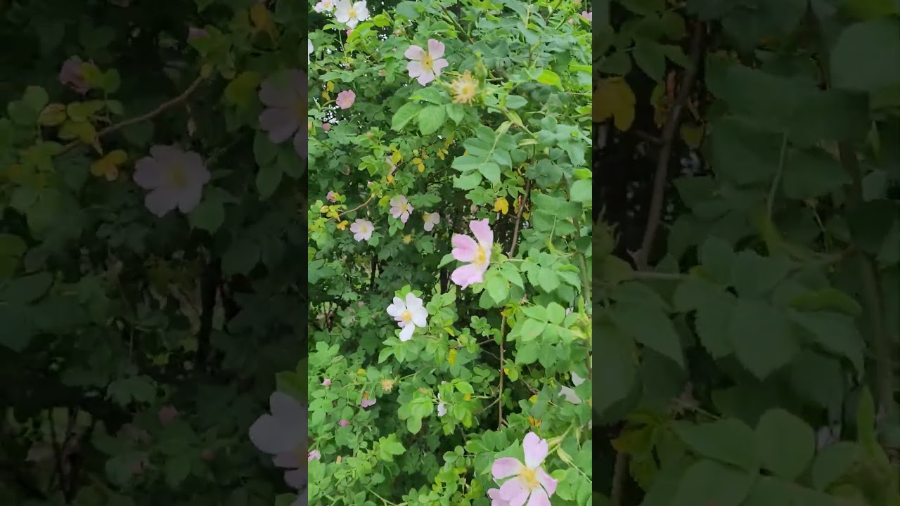 пасмурно сегодня в Alt-Staaken 