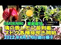 【XYOSSIYのライフチャンネル】2022年4月上旬の様子　続・ぶどう各種のの芽吹状態、食用桃の花満開、璃の香レモン到着で果樹ロード並ぶ。（シャインマスカット、ヒムロッドシードレス、涼香、あかつき）