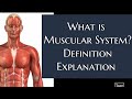 What is Muscular System?