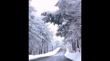 Con đường vào rừng. Mùa đông tuyết trắng, mùa thu lá vàng. đẹp mê hồn.