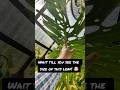 I Grew a MASSIVE Monstera Leaf! 🌿 You Won't Believe the Size!