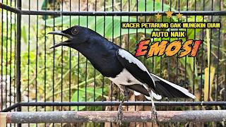 Suara Burung Kacer ini Bikin Kacer Lawan Emosi Gacor, Pancingan Kacer Agar Cepat Emosi Gacor