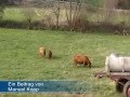 Bulle ttet landwirt in scheden