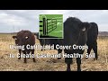 Using cattle and cover crops to create cash and healthy soil.