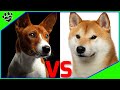Shiba Inu Vs Basenji - Which is Better for You? Dog vs Dog